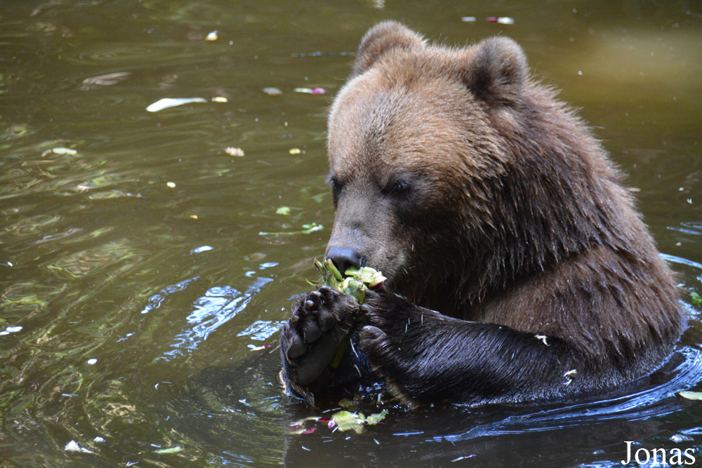 Ursus arctos beringianus