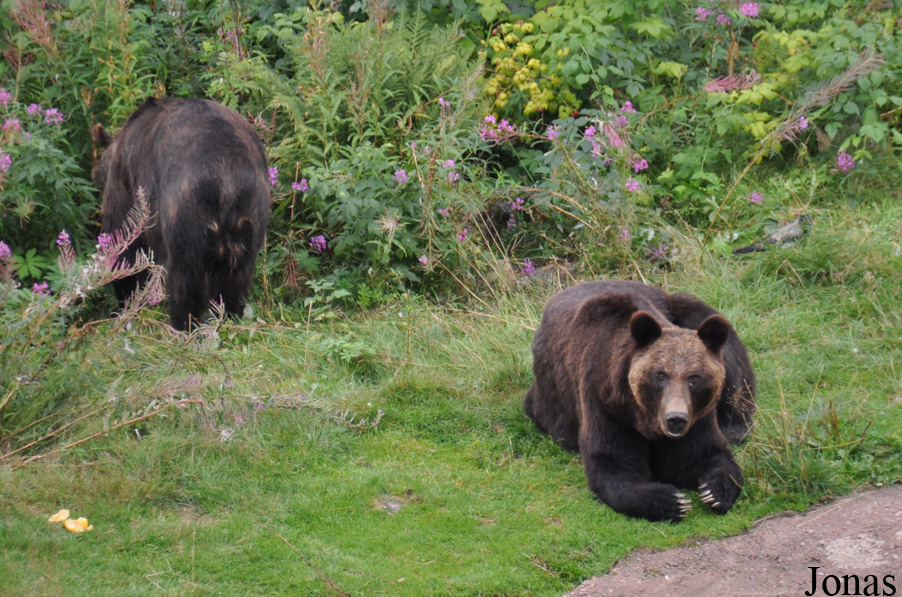 Ursus arctos beringianus