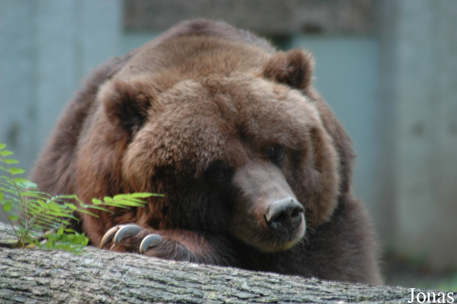 Ursus arctos middendorffi