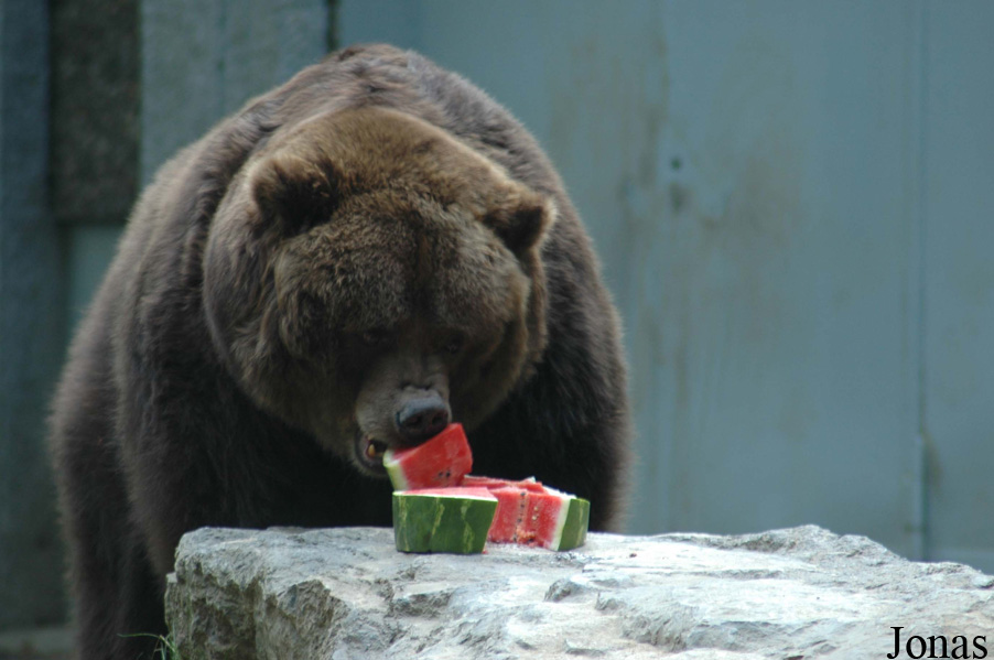 Ursus arctos middendorffi