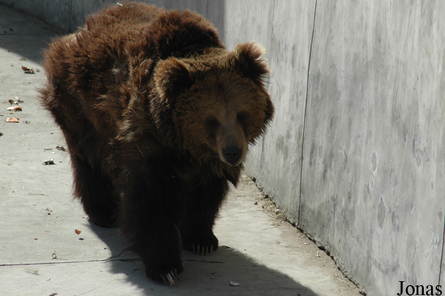 Ursus arctos pruinosus