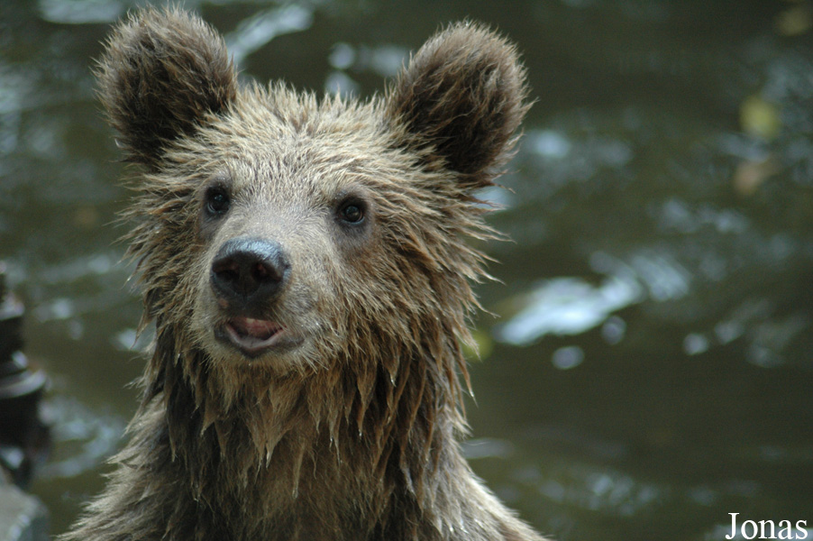 Ursus arctos pruinosus