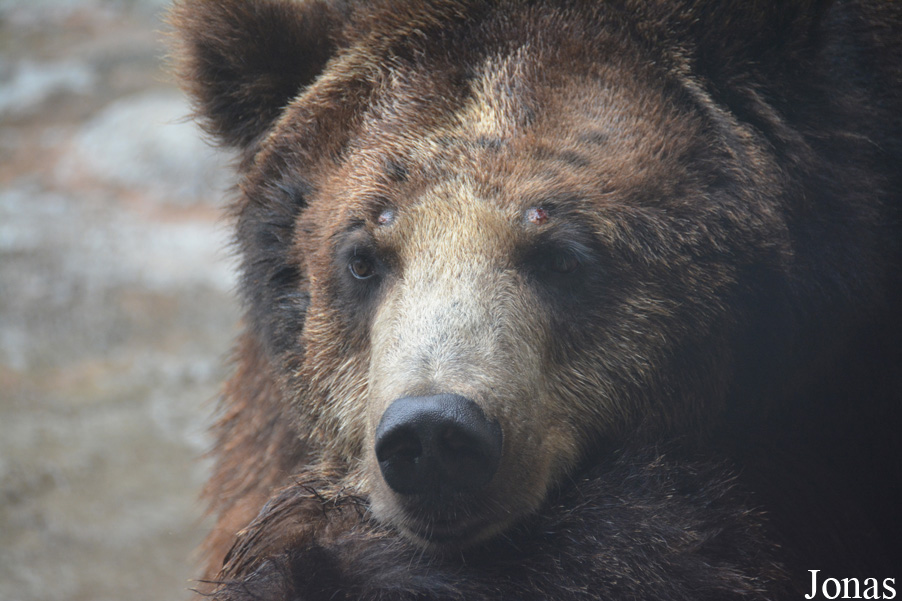 Ursus arctos pruinosus
