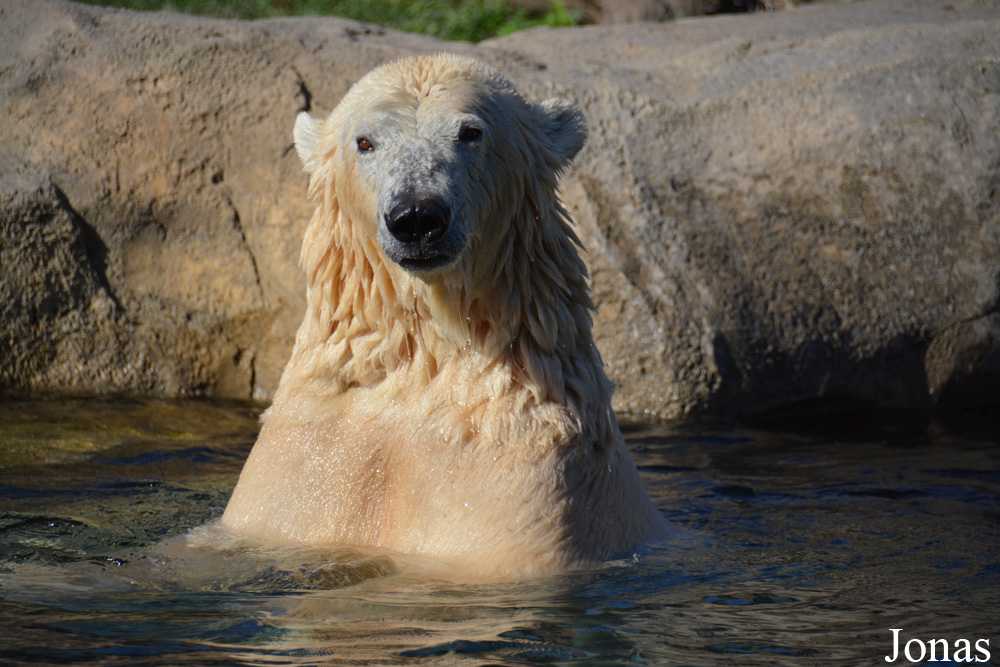 Ursus maritimus