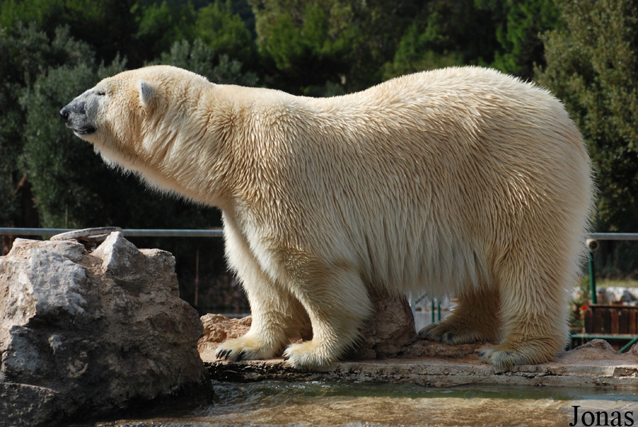 Ursus maritimus