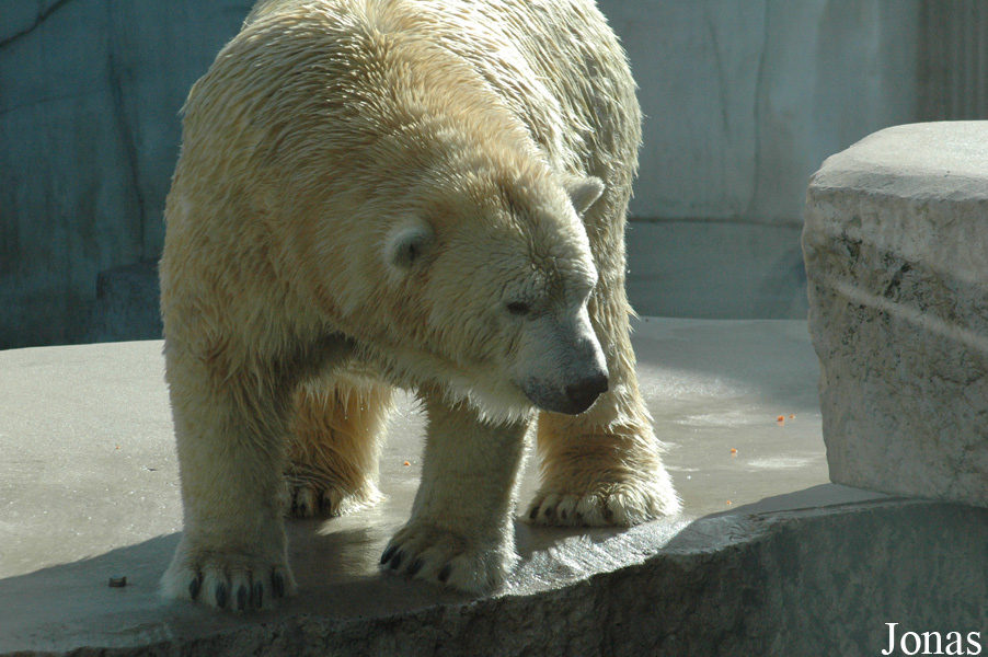 Ursus maritimus