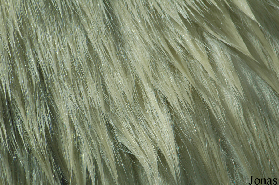 Ursus maritimus