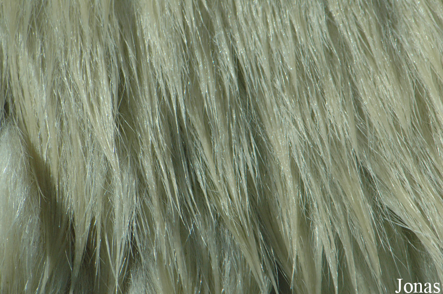 Ursus maritimus