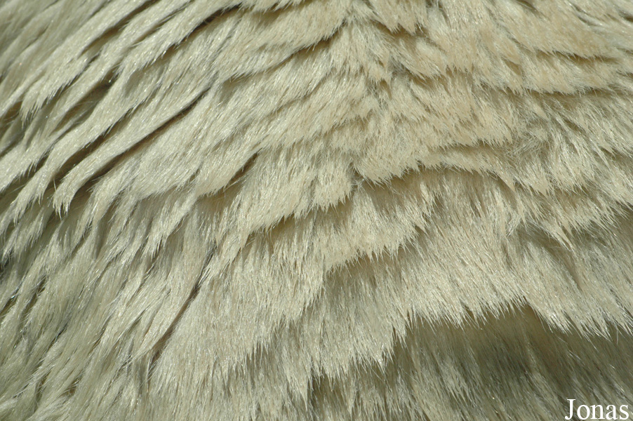 Ursus maritimus