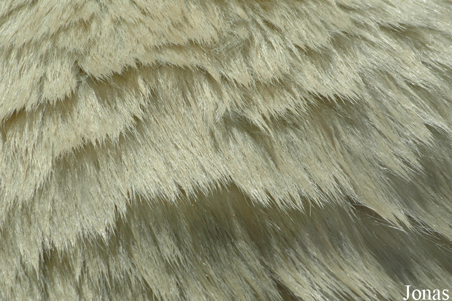 Ursus maritimus