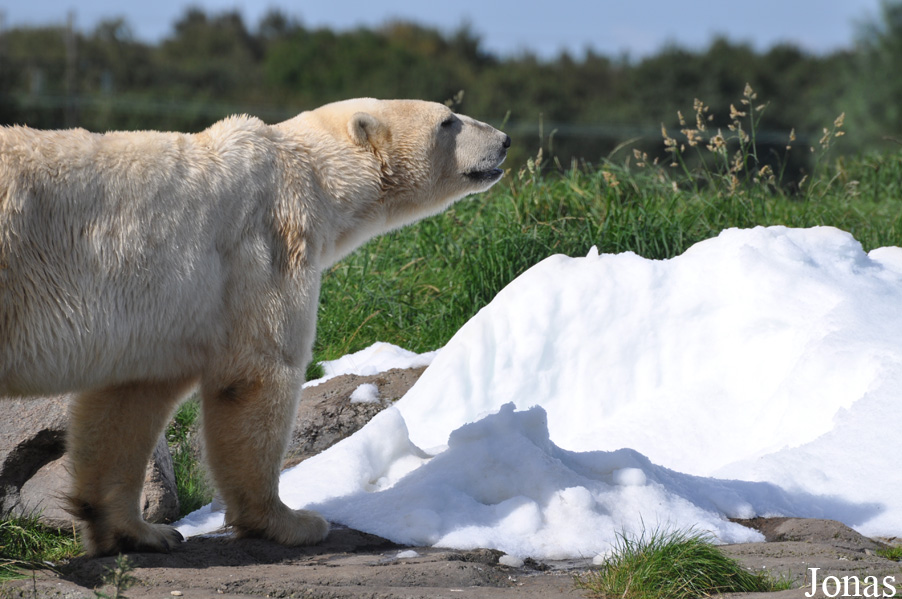 Ursus maritimus