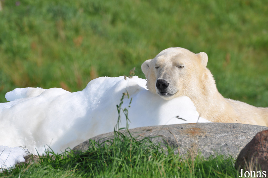 Ursus maritimus