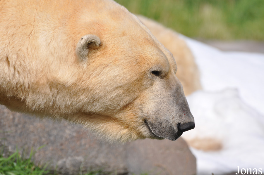 Ursus maritimus
