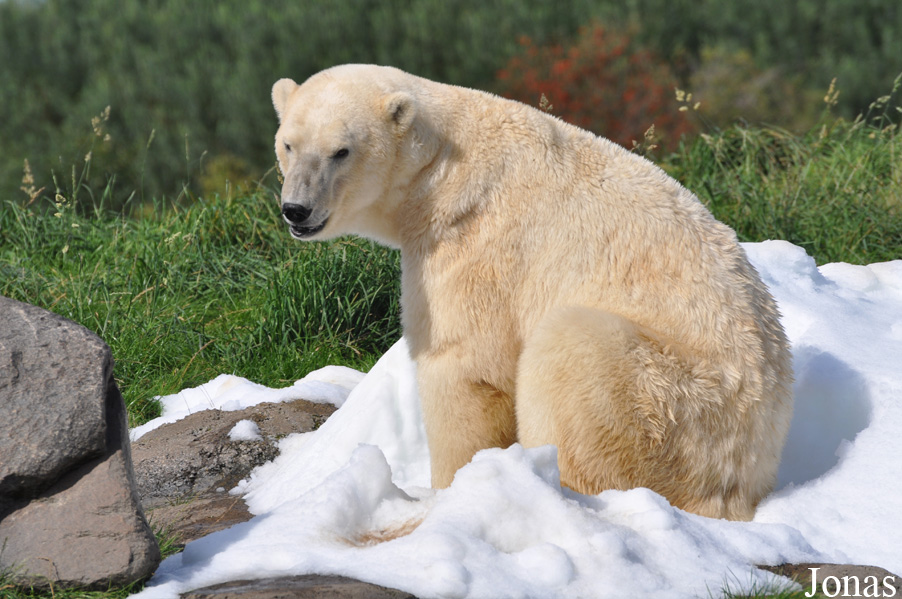 Ursus maritimus