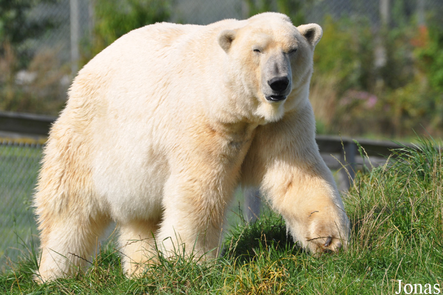 Ursus maritimus