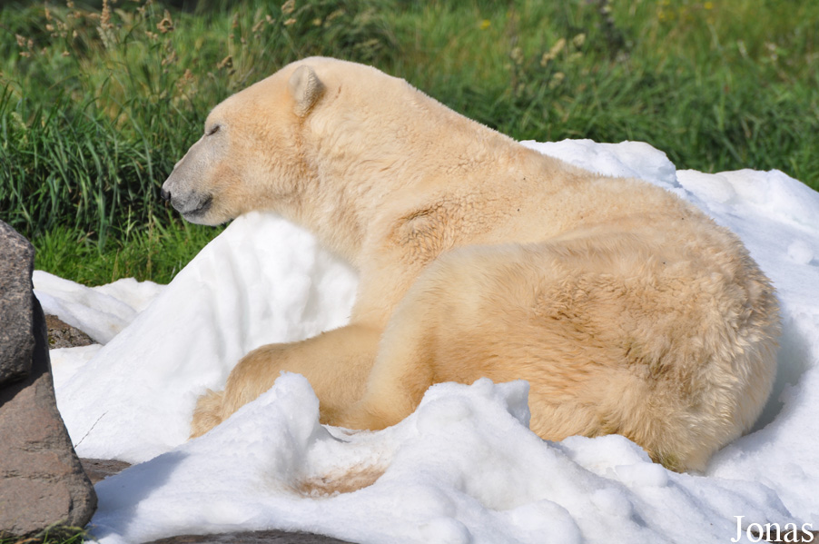 Ursus maritimus