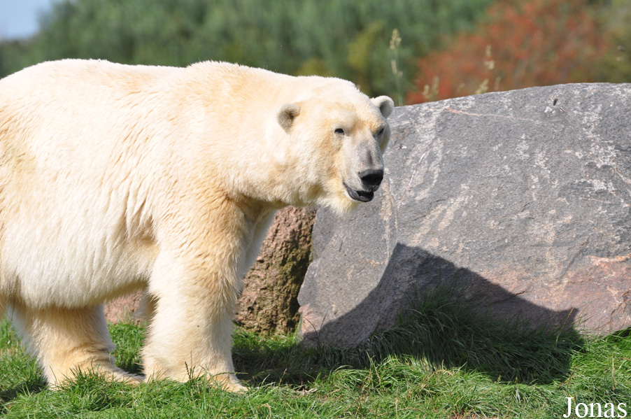 Ursus maritimus