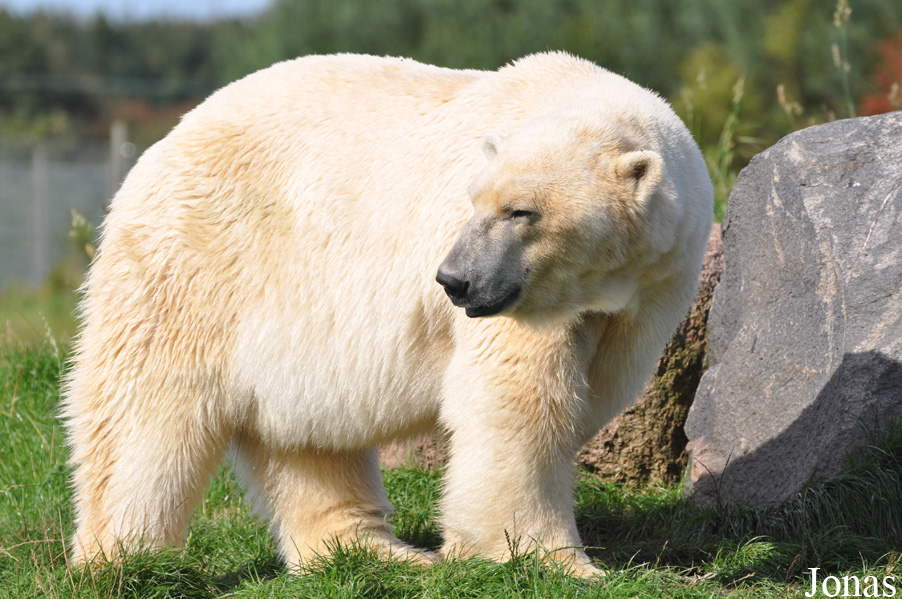 Ursus maritimus