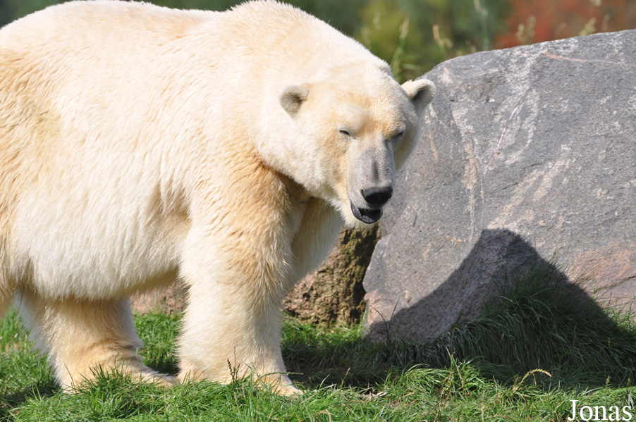 Ursus maritimus