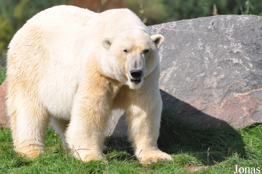 Ursus maritimus