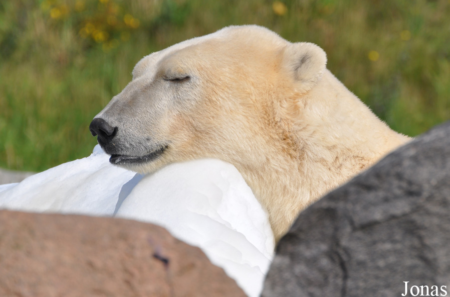 Ursus maritimus