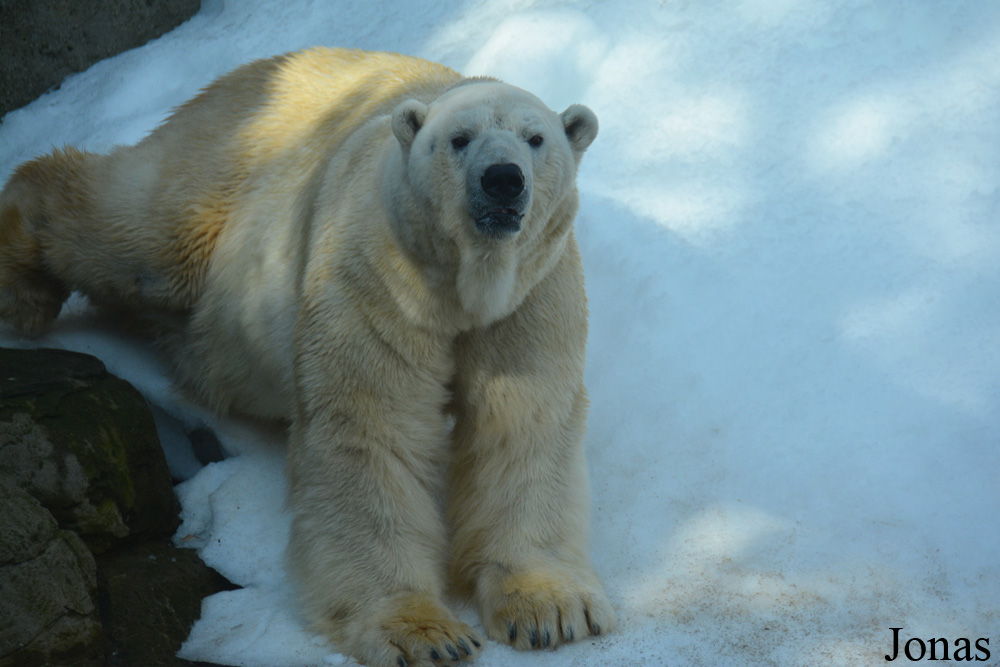 Ursus maritimus