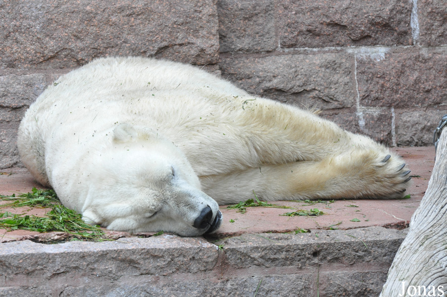 Ursus maritimus
