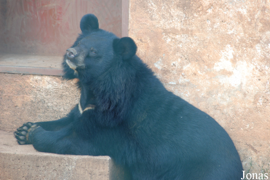 Ursus thibetanus