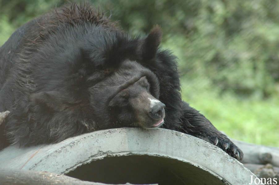 Ursus thibetanus