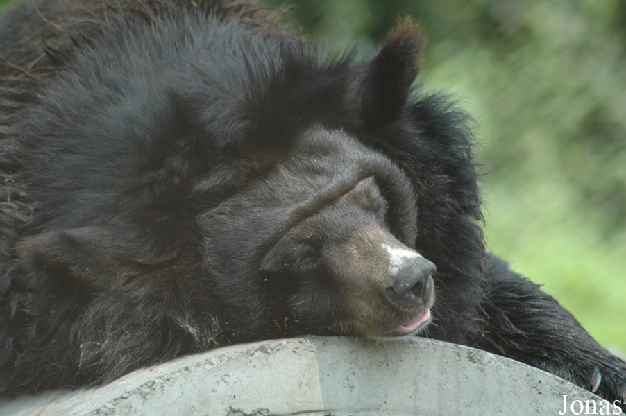 Ursus thibetanus