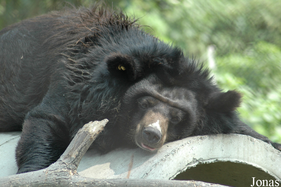 Ursus thibetanus