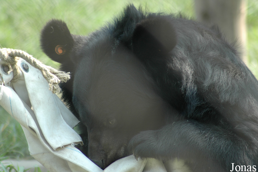 Ursus thibetanus
