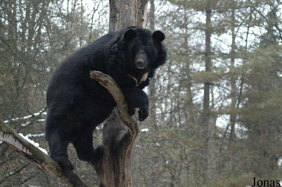 Ursus thibetanus