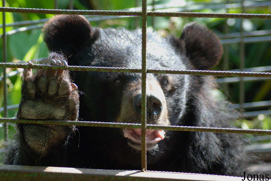 Ursus thibetanus