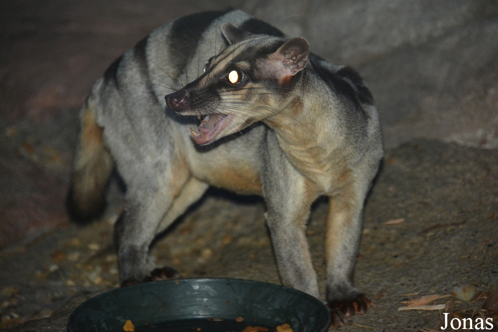 Hemigalus derbyanus