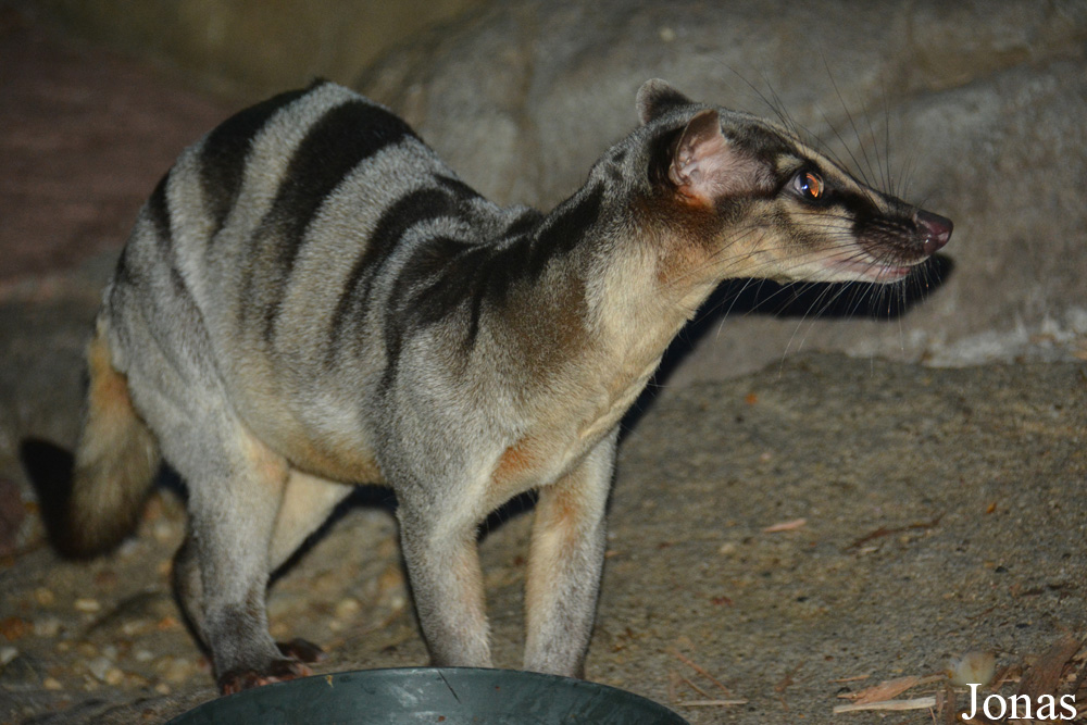 Hemigalus derbyanus