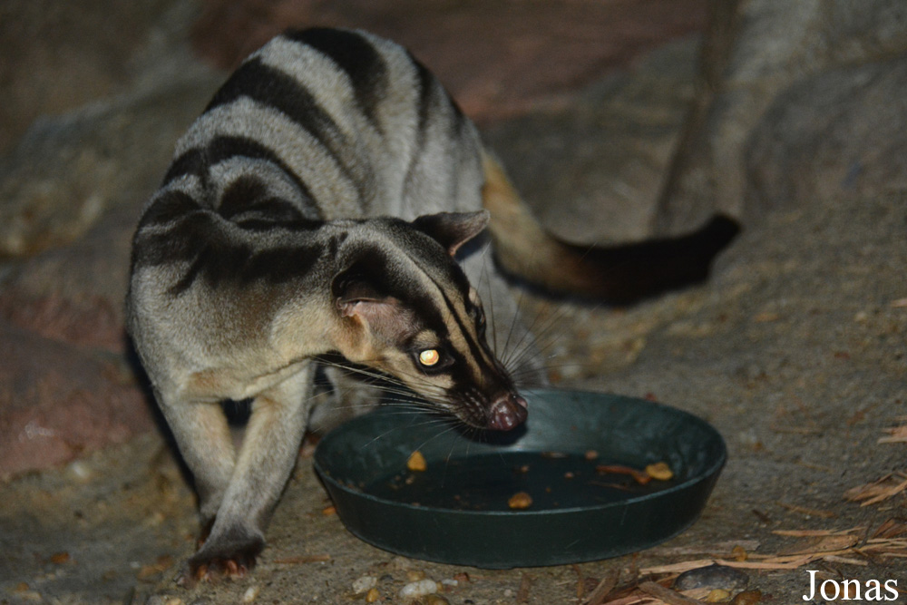 Hemigalus derbyanus
