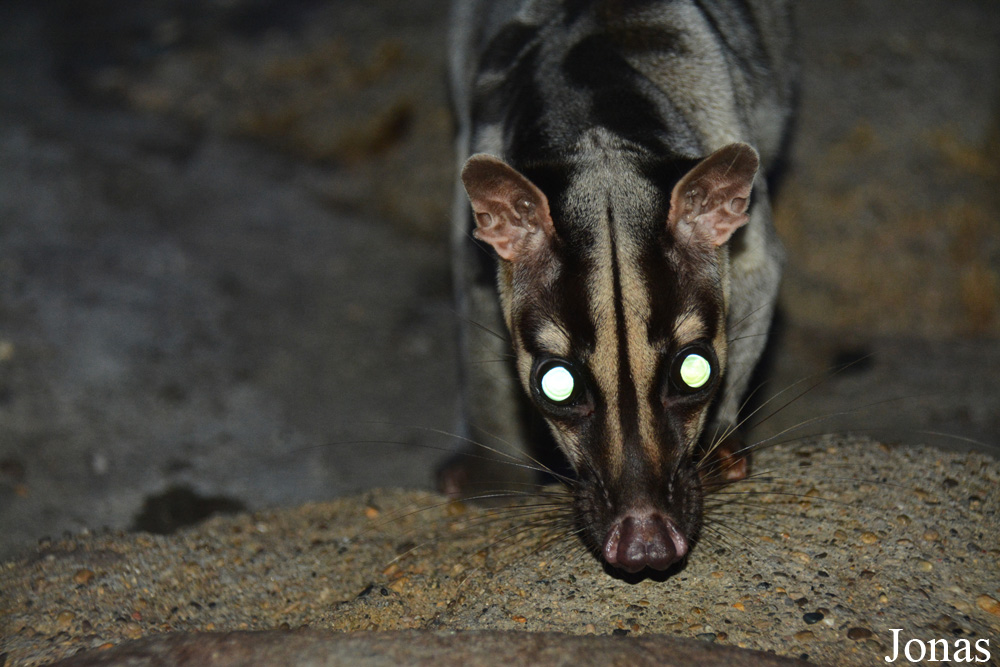 Hemigalus derbyanus