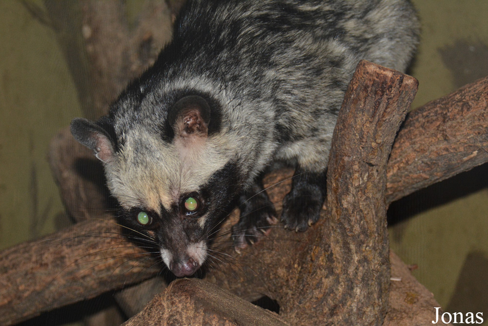 Paradoxurus hermaphroditus