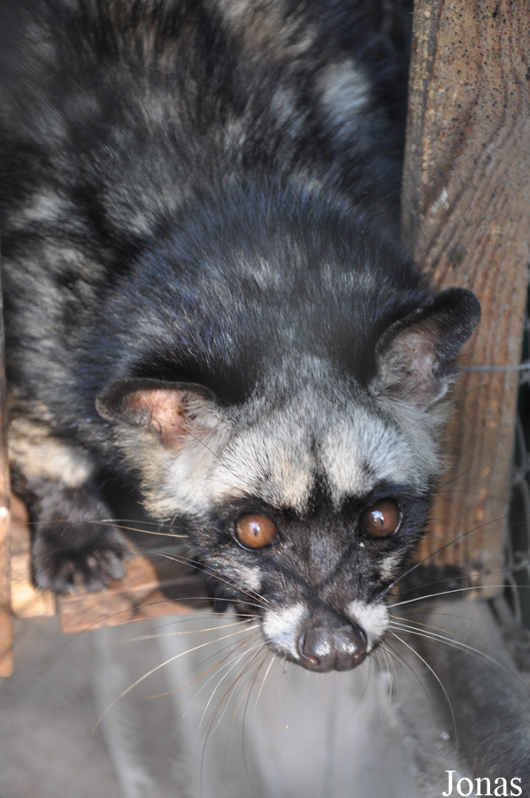Paradoxurus musanga