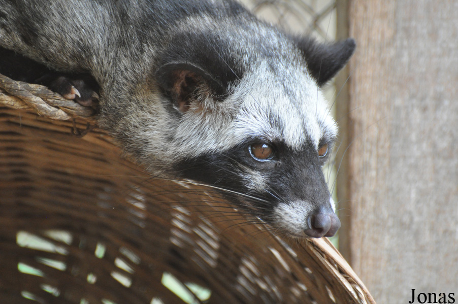 Paradoxurus musanga