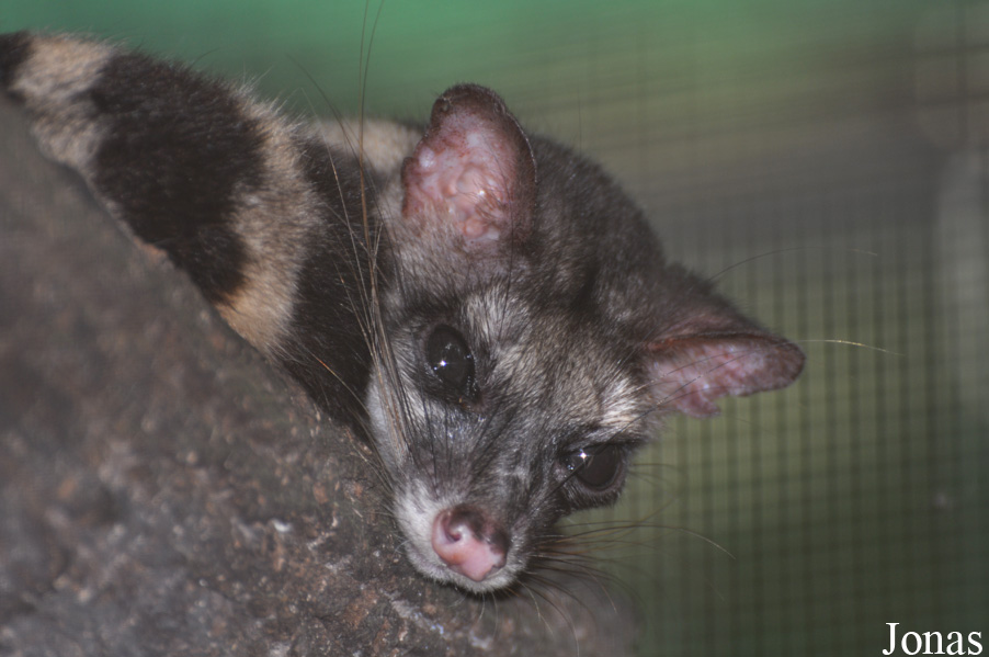Prionodon linsang