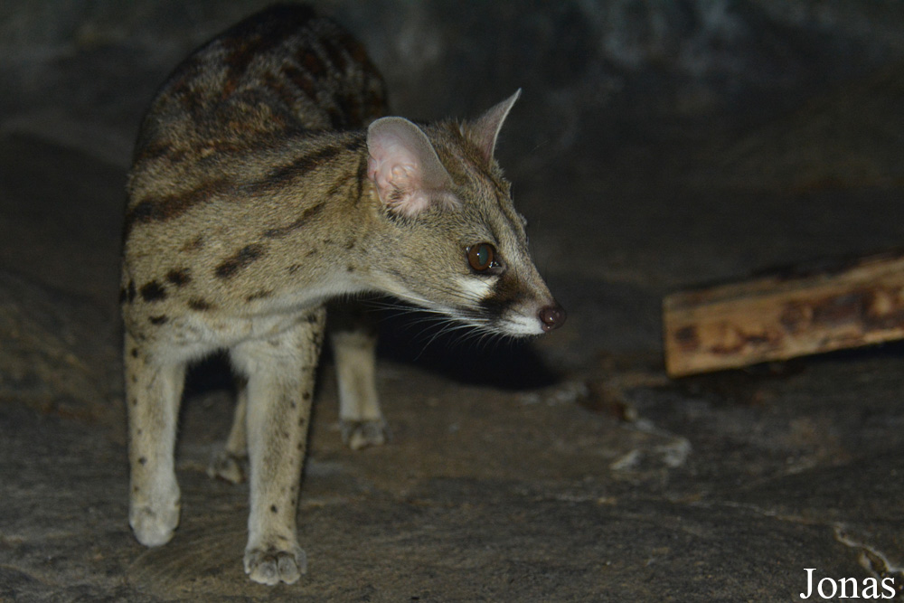 Genetta tigrina