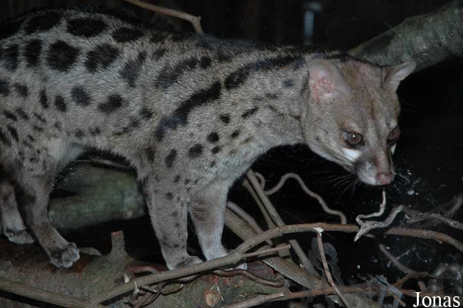 Genetta tigrina