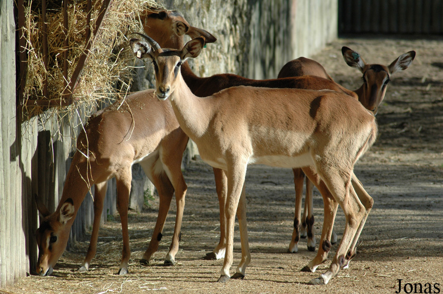Aepyceros melampus petersi