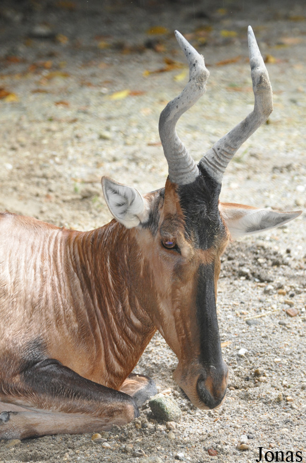 Alcelaphus buselaphus caama