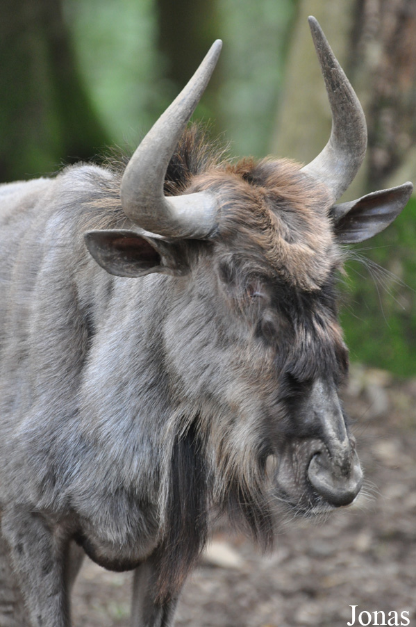 Connochaetes taurinus taurinus