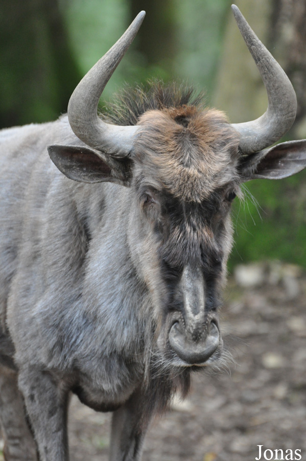 Connochaetes taurinus taurinus