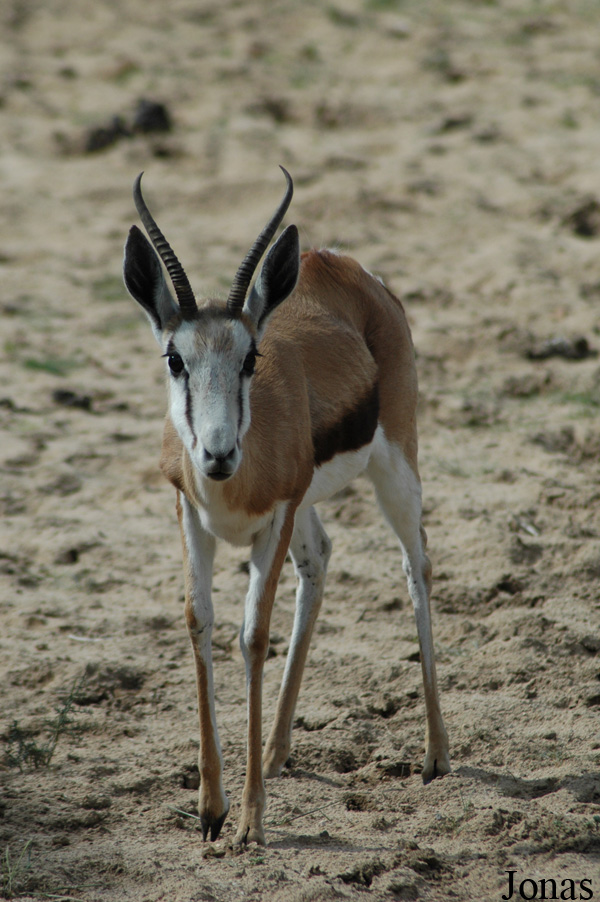 Antidorcas marsupialis