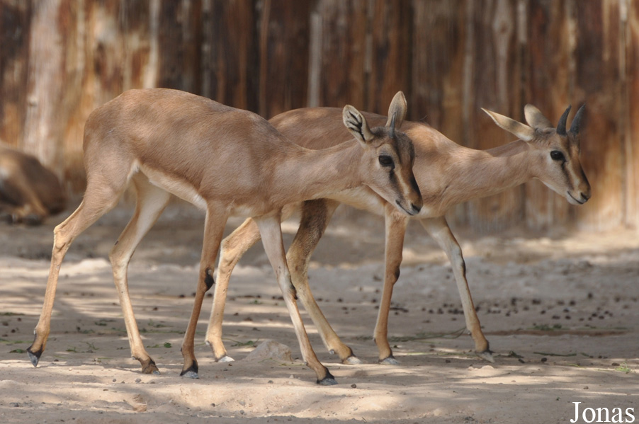 Gazella bennettii